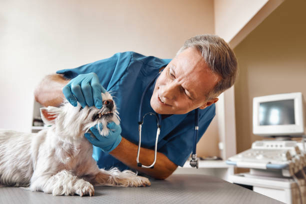 Best Emergency Care for Gum Disease in Reno, OH